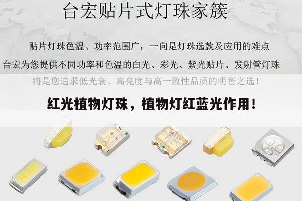 红光植物灯珠，植物灯红蓝光作用！-第1张图片-led灯珠, 贴片led灯珠, 直插led灯珠, 大功率灯珠, 3528灯珠, led灯珠厂家广东台宏光电科技有限公司 服务热线400-689-8189