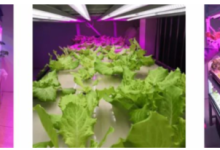 植物照明:植物生长灯,植物补光灯再次加速跑起是什么原因?-Led灯珠